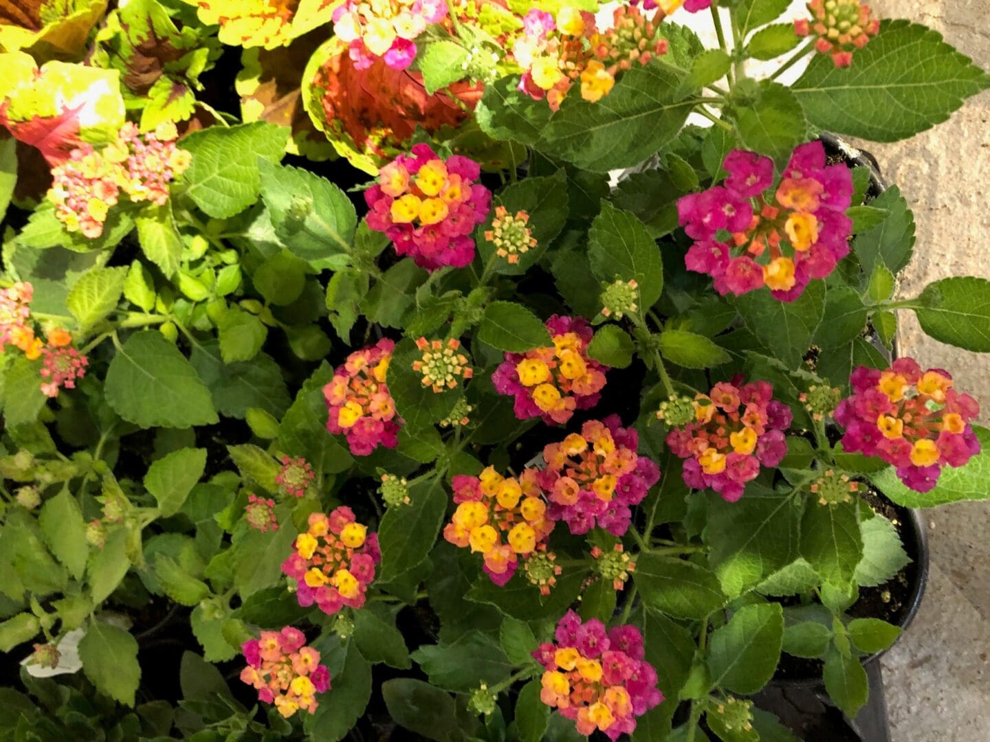 Pot of lantana flowers on the ground, with the vibrant colors of the flowers standing out against the neutral background