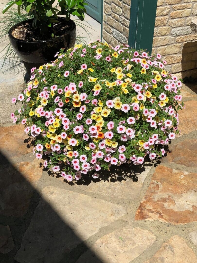 Potted plant with pink and yellow petunias sitting on top of a stone patio, with a wall