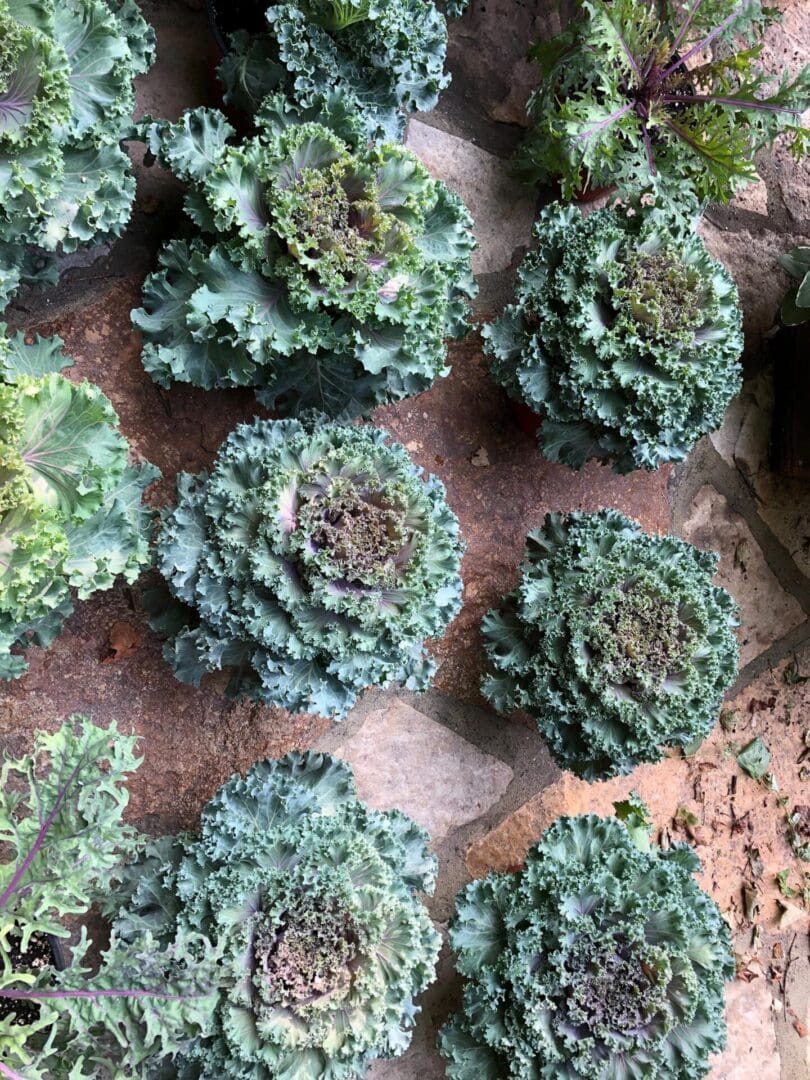 Garden filled with lots of green kale plants growing in pots, with soil on the ground
