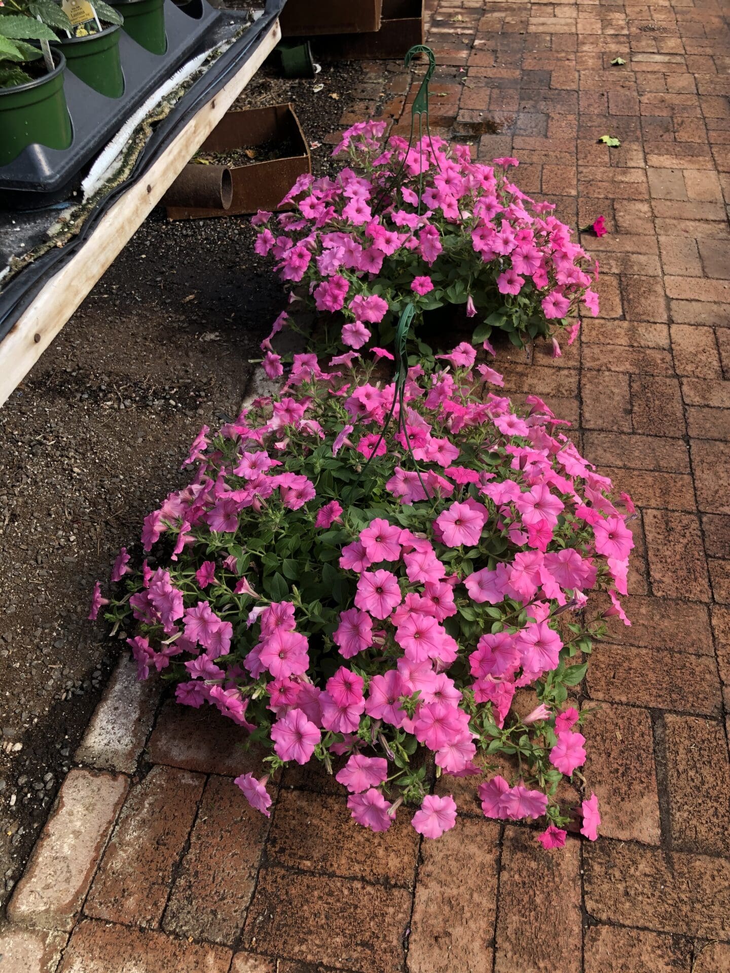 Brick walkway with a planter filled with pink petunias on the side
