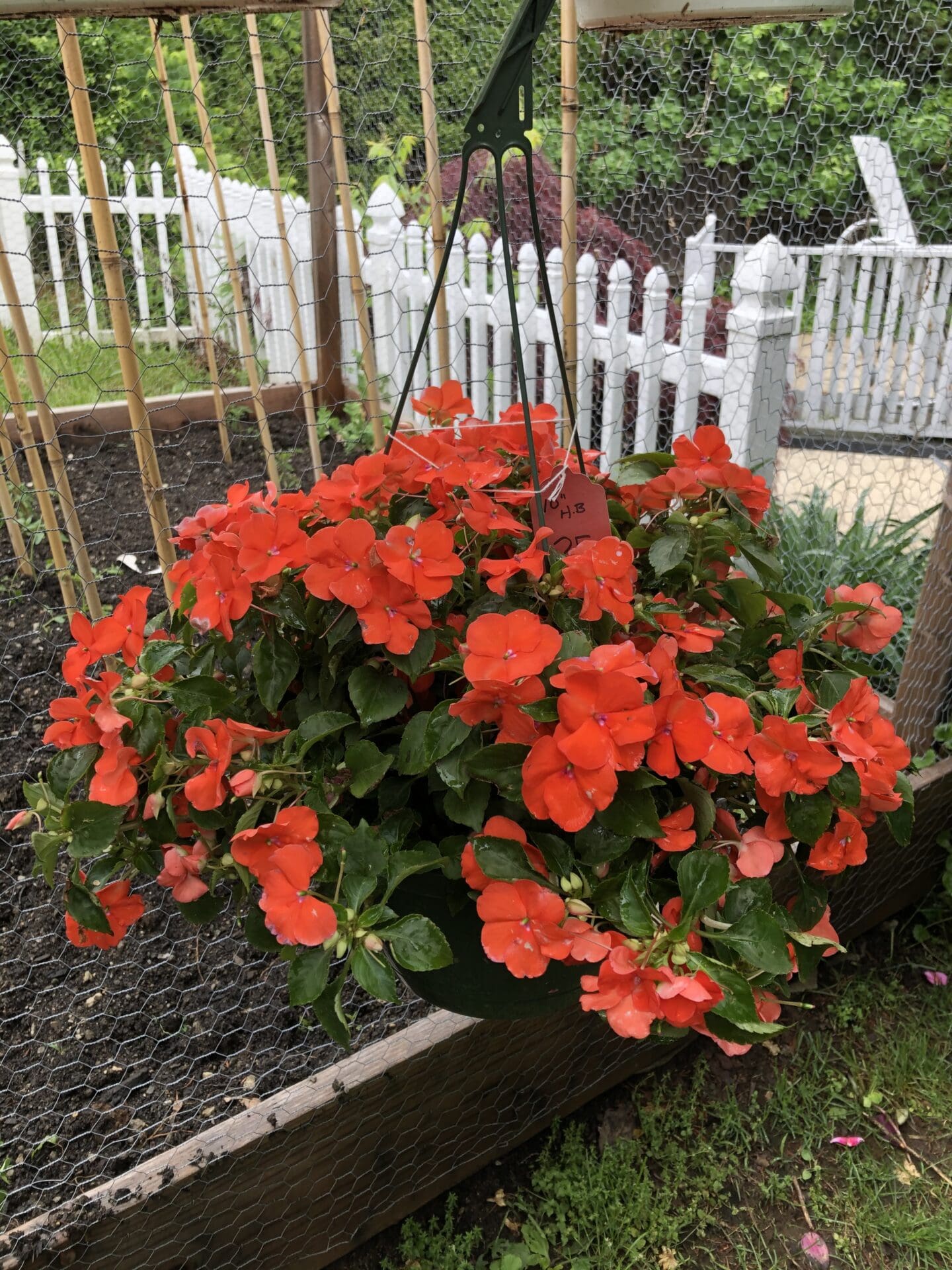 Wooden planter filled with vibrant red impatiens in front of a white picket fence, surrounded by lush green grass