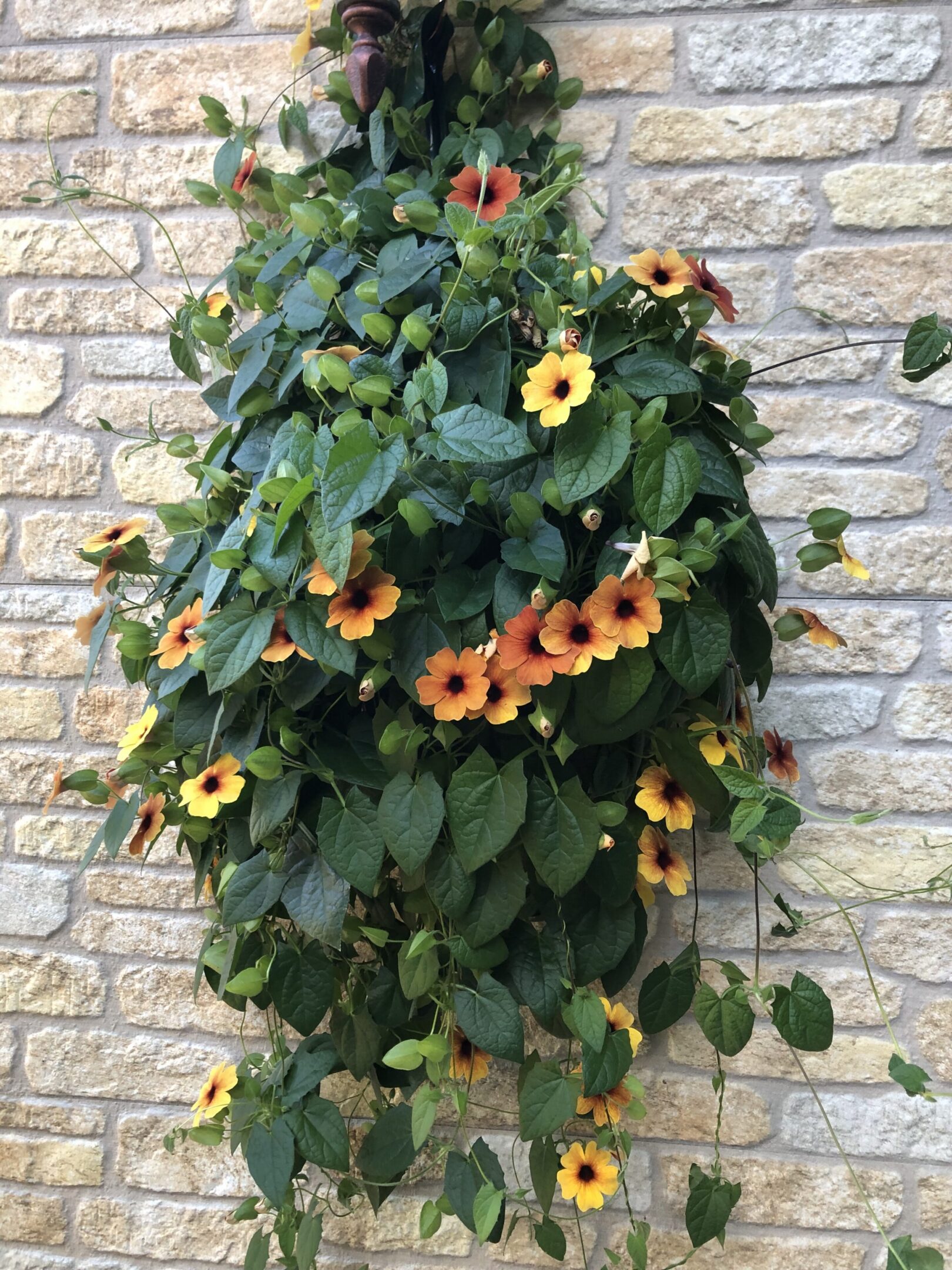 Hanging basket filled with yellow and orange flowers on a brick wall