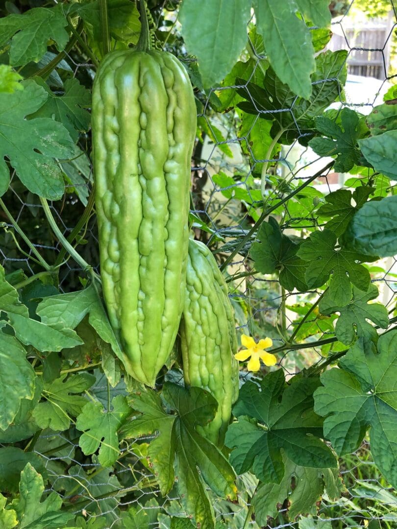 Close up of a balsam apple growing on a plant, surrounded by lush green leaves and a few yellow flowers