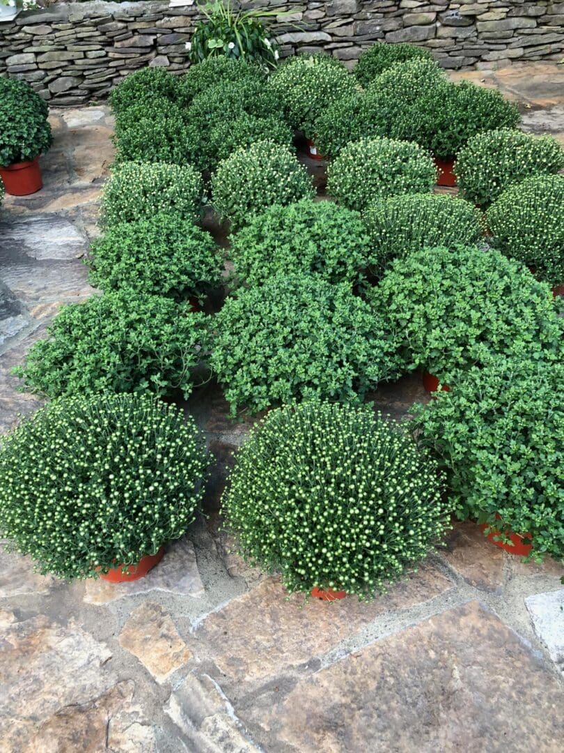 Stone wall with a bunch of small green plants in pots, which are likely berry bushes