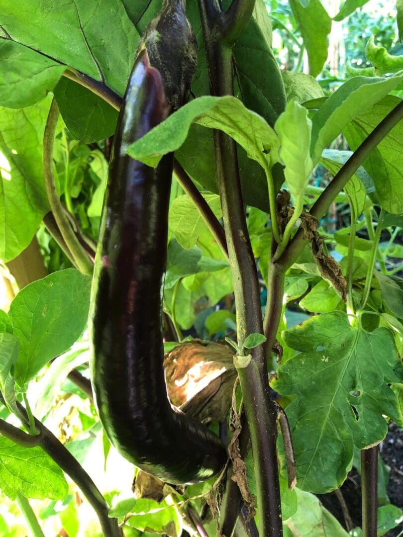 Close up of an eggplant growing on a plant, with its vibrant purple color standing out against the green foliage