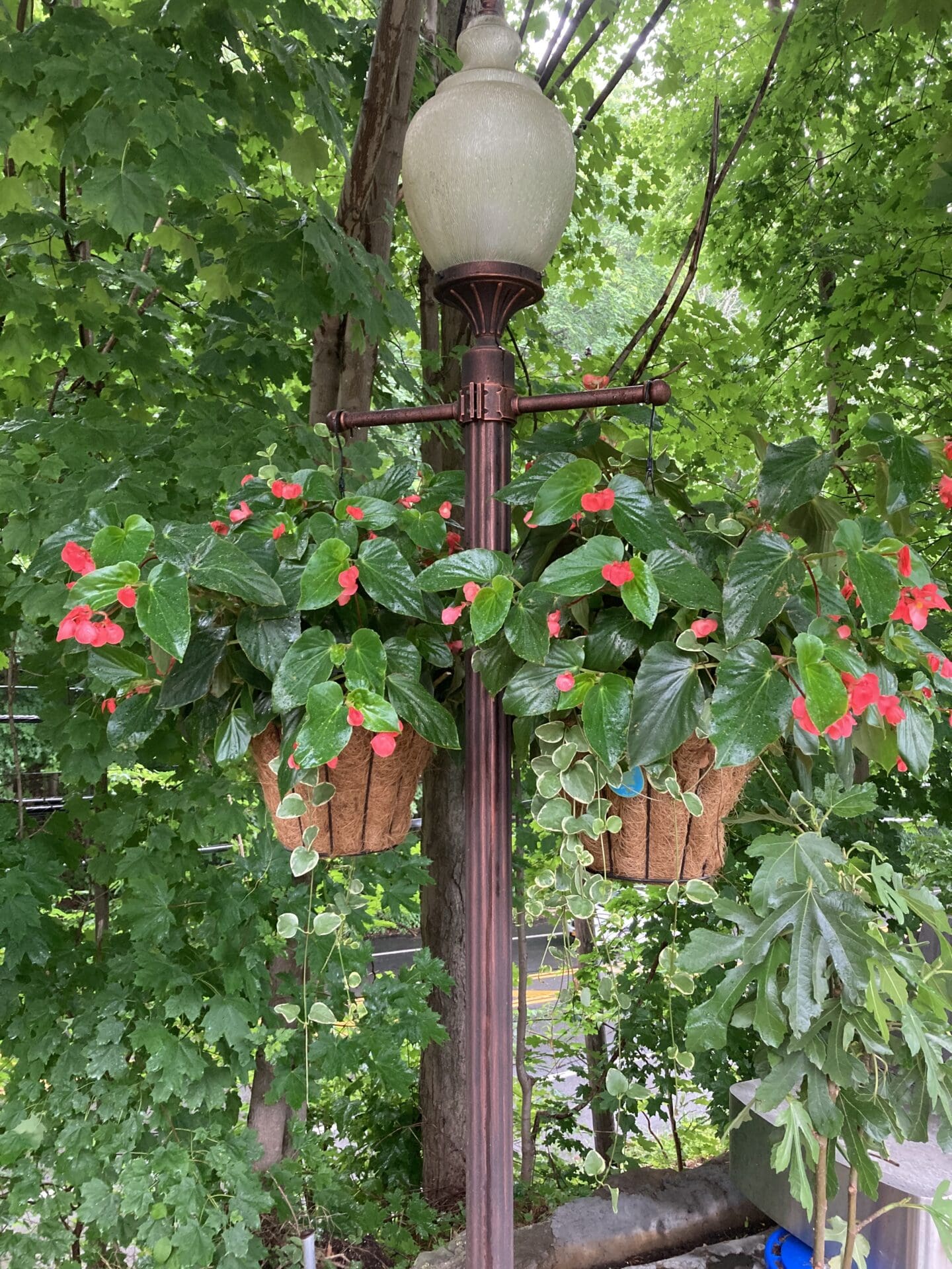 Lamp post with two hanging baskets filled with red flowers, surrounded by trees in the background