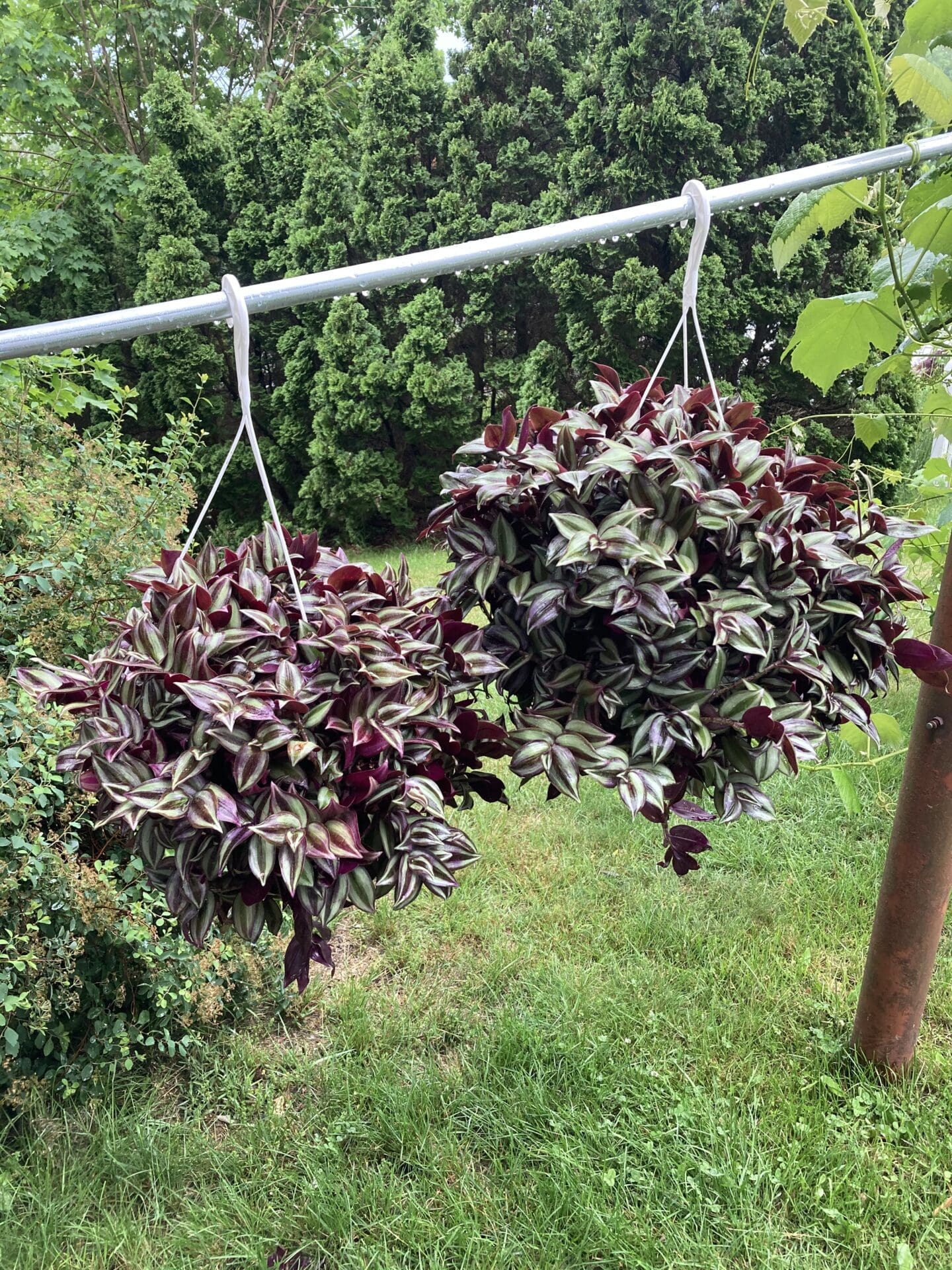 Garden with lush green grass on the ground and a pole with two hanging baskets filled with purple
