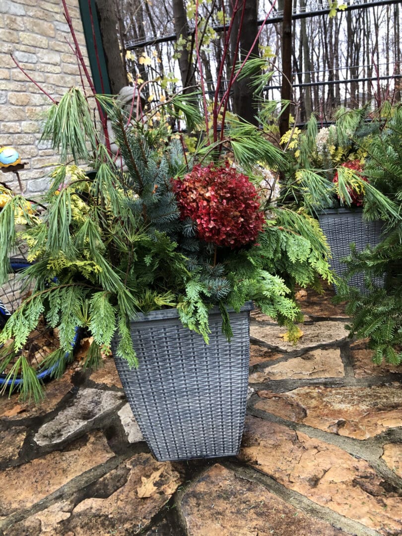 Couple of planters filled with evergreens and red flowers sitting on top of a stone patio