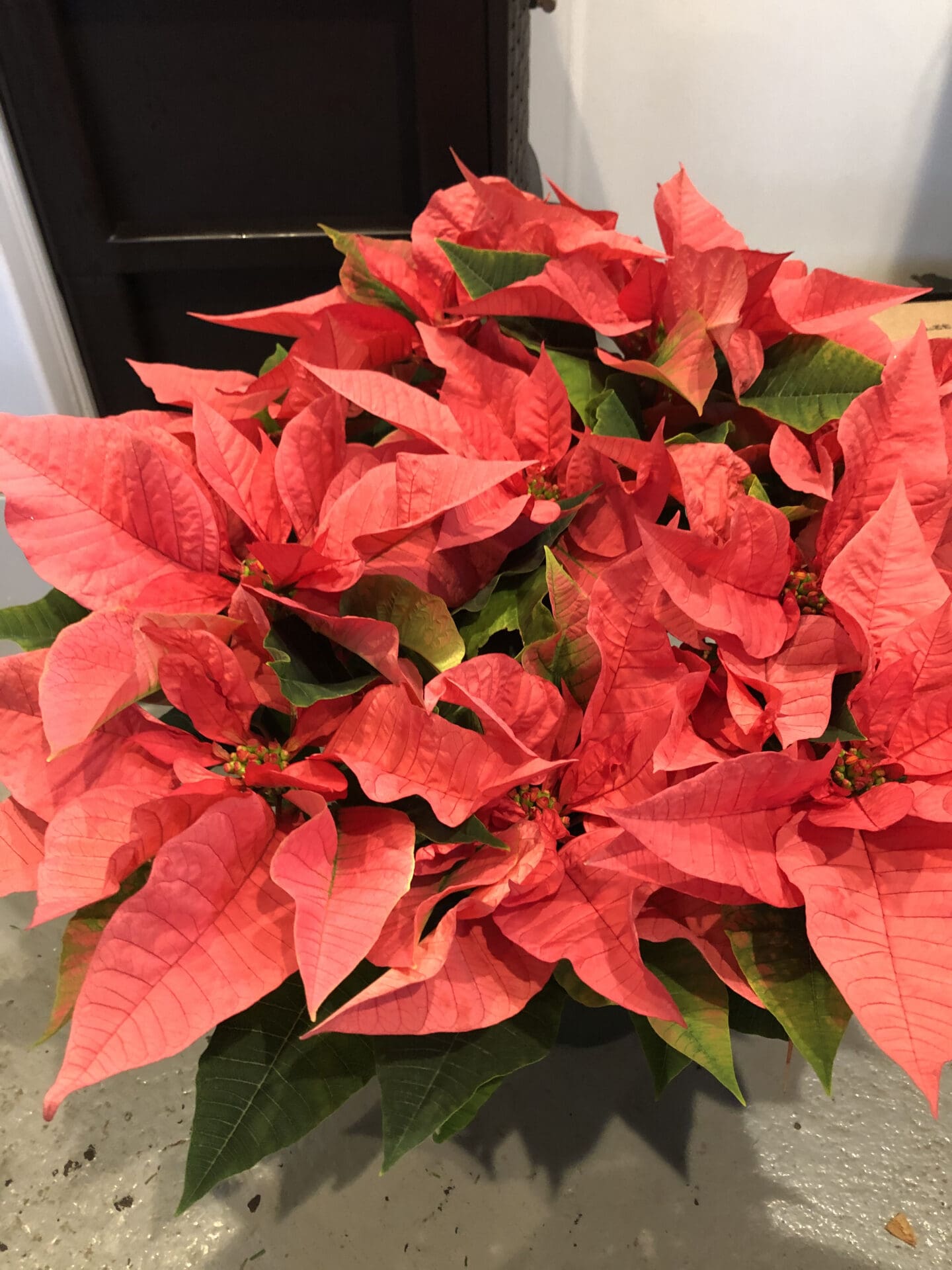 Red poinsettia plant in a pot on the floor in front of a door, with a wall in the background